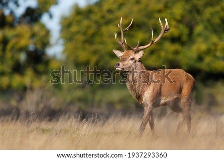 Close up of a red deer stag in autumn, UK.