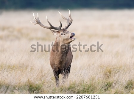 Close up of a red deer stag calling during rutting season in autumn, UK.