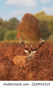 Close Up Of A Red Deer Stag During Rutting Season, UK.