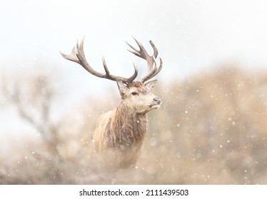 Close up of a Red deer stag in the falling snow in winter, UK.