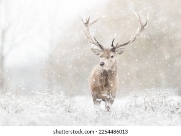 Close up of a Red deer stag in the falling snow, UK.