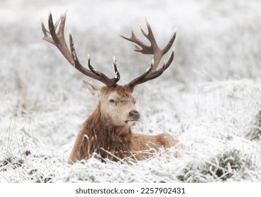 Close up of a Red deer stag lying on frosted grass in winter, UK. - Powered by Shutterstock