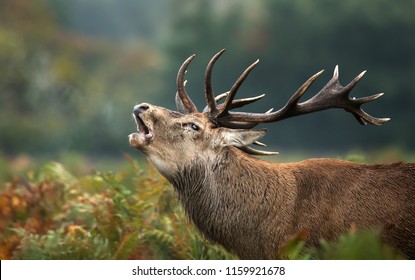 Close up of a red deer stag roaring  during rutting season in autumn, UK