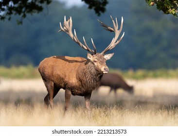 Close Up Of A Red Deer Stag, UK.