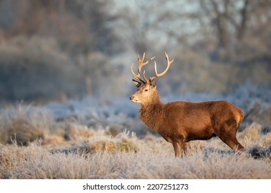 Close Up Of A Red Deer Stag In Winter, UK.