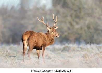 Close Up Of A Red Deer Stag In Winter, UK.