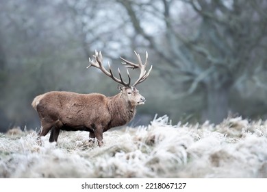 Close Up Of A Red Deer Stag In Winter, UK.