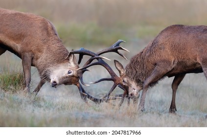 Close Up Of Red Deer Stags Fighting During Rutting Season In UK.