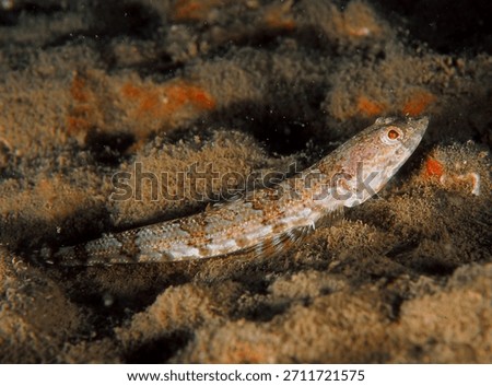 close up of a Red or Diamond Lizardfish
