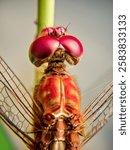 close up of a red dragonfly
