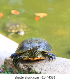 Close Red Eared Slider Basking Mid Stock Photo 61444363 | Shutterstock