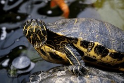 Close Up Of Red Eared Slider Turtle Near Pond