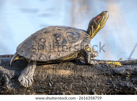 A close up of a red eared slider turtle perched on a log in a pond. 