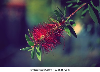 Close Up Of Red Feather Duster Flower