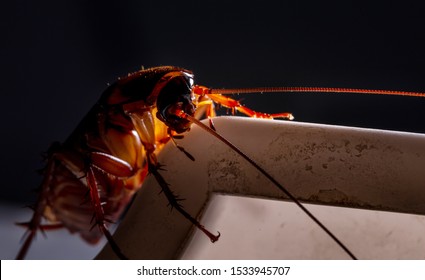 sound of cockroach at night