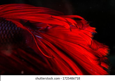 Close Up Red Fighting Fish Tail Abstract Textures