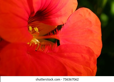 Close up of red flower 
