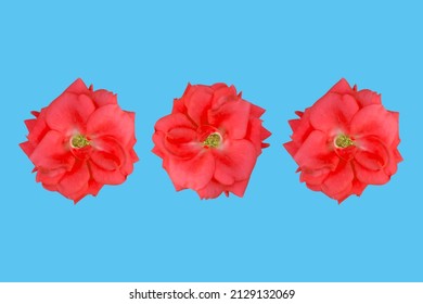 Close up red flower in isolate background. Romantic rose bouquet.
