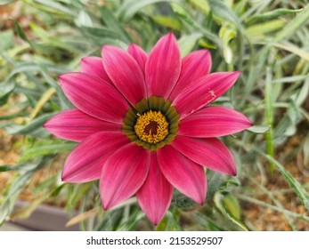 Close Up Of Red Flower Petals And Pollen Texture