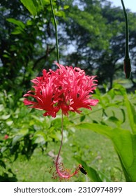 A close up of a red flower in the tree.