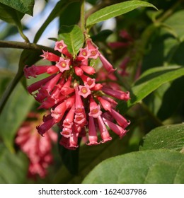 Cestrum Elegans Images Stock Photos Vectors Shutterstock