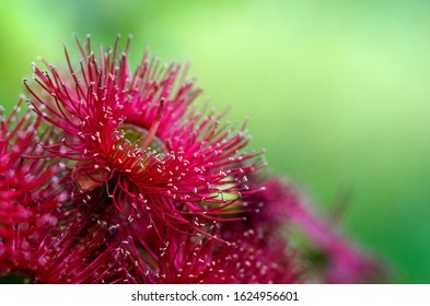 Close Up Of A Red Flowering Gum Tree Blossom, Corymbia Ficifolia Wildfire Variety, Family Myrtaceae. Endemic To Stirling Ranges Near Albany On South West Coast Of Western Australia. 