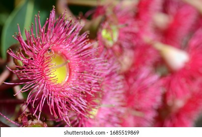 Close Up Of A Red Flowering Gum Tree Blossom, Corymbia Ficifolia Variety, Family Myrtaceae. Endemic To South West Coast Of Western Australia. Shallow Depth Of Field