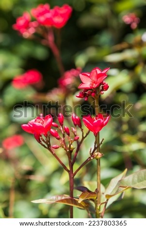 A close Up of Red Flowers
