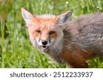 Close up of a red fox