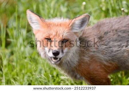 Close up of a red fox