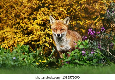 Close Up Of A Red Fox In The Field With Flowers, UK