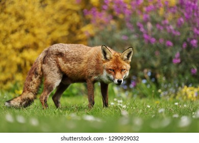 Close Up Of A Red Fox In The Garden, UK