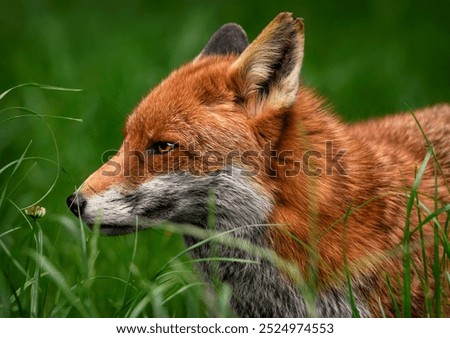  A close up of a Red Fox in the grass