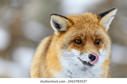 close up of red fox licking its nose with its tongue - Powered by Shutterstock