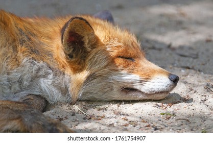 Close up of a Red fox sleeping, selective focus
