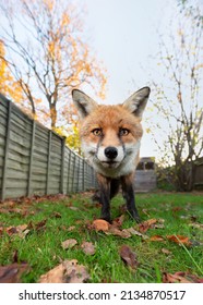 Close Up Of A Red Fox Standing Among Autumn Leaves, UK.