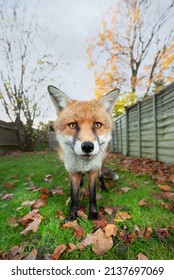 Close Up Of A Red Fox Standing In Autumn Leaves, UK.