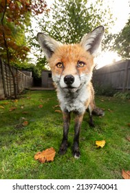 Close Up Of A Red Fox Standing In Autumn Leaves, UK.