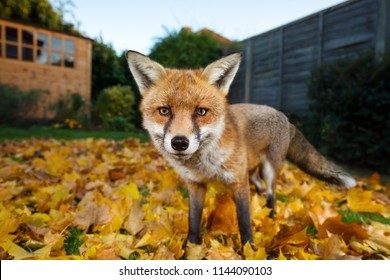 Close up of a red fox standing on the autumn leaves in the back garden, UK - Powered by Shutterstock