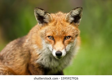 Close Up Of A Red Fox (Vulpes Vulpes) Against Green Background, UK.