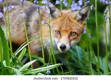 Close up of a red fox (Vulpes vulpes) amongst blue bells, UK. - Powered by Shutterstock