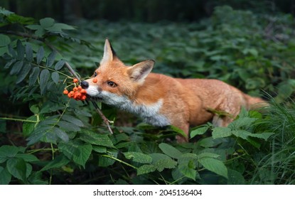 Close Up Of A Red Fox (Vulpes Vulpes) Cub Smelling Rowan Berries In Late Summer, UK. 