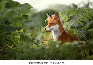 Close Up Of A Red Fox (Vulpes Vulpes) In Ferns, UK.