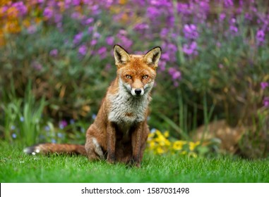 Close Up Of A Red Fox (Vulpes Vulpes) In A Flower Garden, UK.