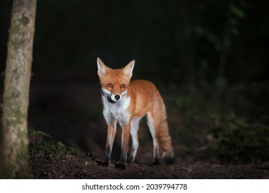 Close Up Of A Red Fox (Vulpes Vulpes) In Forest In The Evening, UK. 