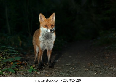 Close Up Of A Red Fox (Vulpes Vulpes) In Forest At Night, UK.