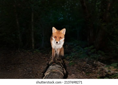 Close Up Of A Red Fox (Vulpes Vulpes) In Forest In The Evening, UK. 