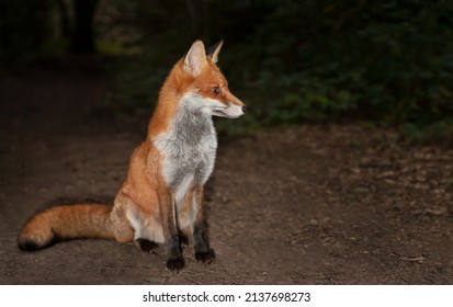 Close Up Of A Red Fox (Vulpes Vulpes) In Forest In The Evening, UK. 