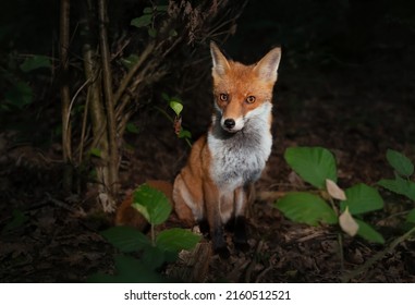 Close Up Of A Red Fox (Vulpes Vulpes) In Forest In The Evening, UK. 