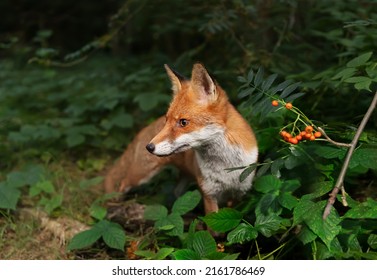 Close Up Of A Red Fox (Vulpes Vulpes) In Forest In The Evening, UK. 